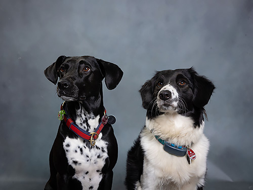 esthers hunde